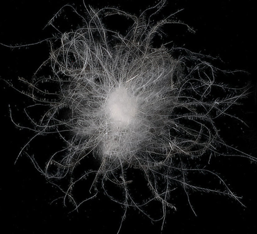 Verdickte Daunenjacke mit Kapuze